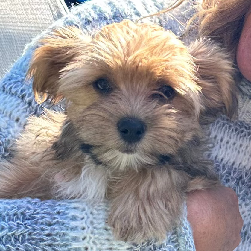 Fluffy dog being held by a human. 