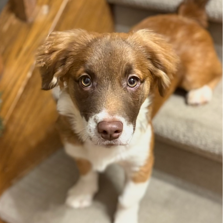 Small dog sitting on stairs. 