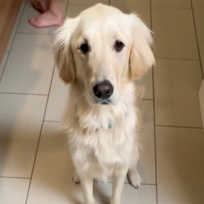 Dog standing on a tiled floor looking at a bowl of food held by a person.