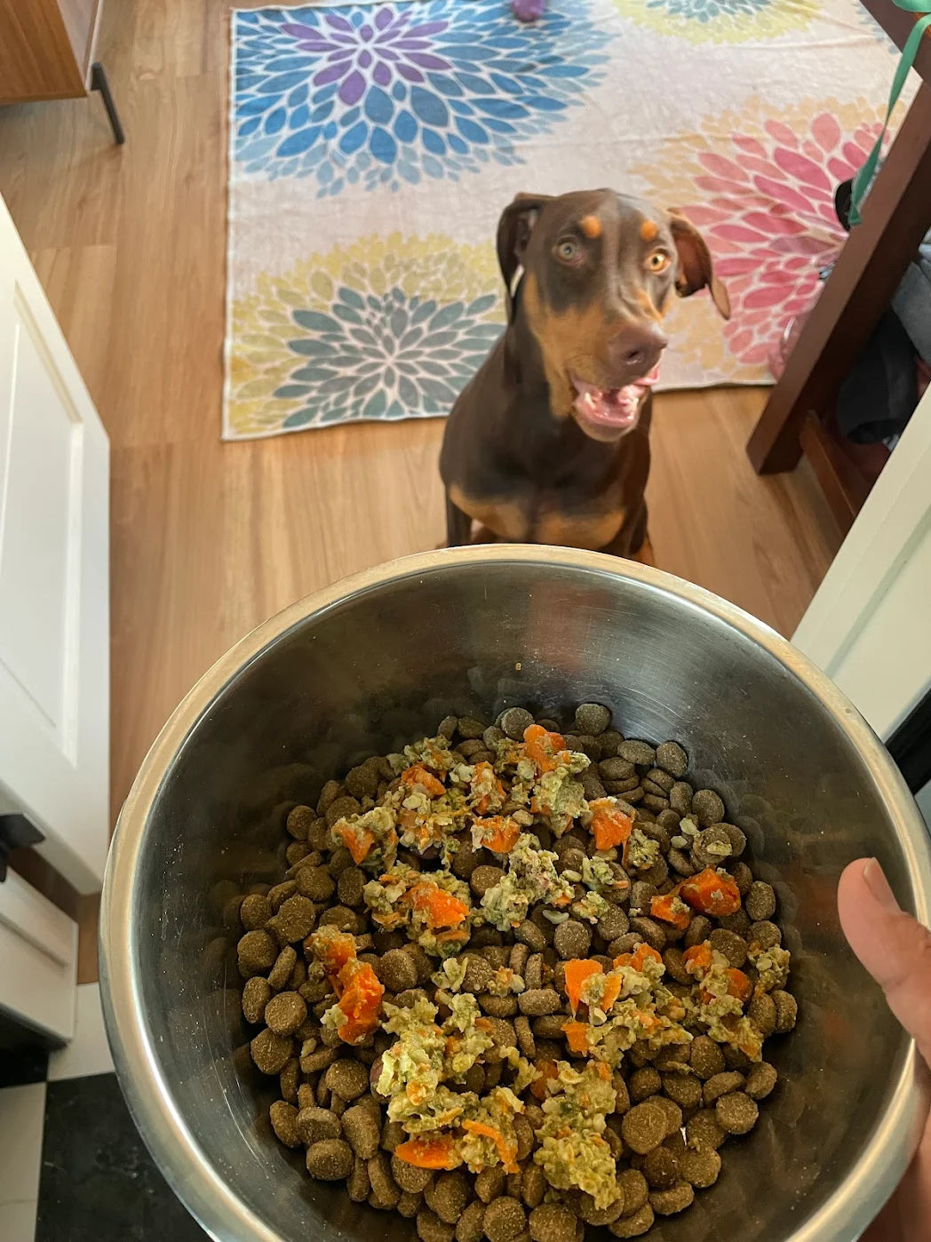 Doberman licking its lips for Companion Bites and kibble bowl. 