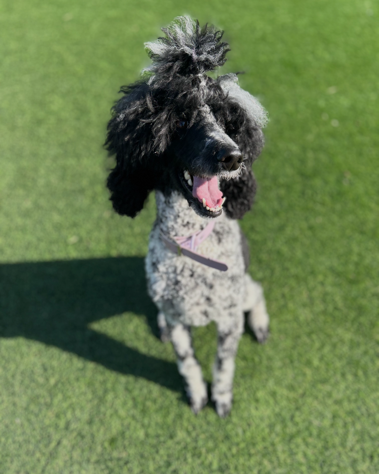 Spotted black and gray poodle with big hair and a cute smile.