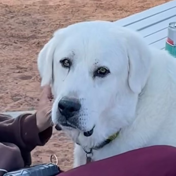 Person sitting with a dog on a camping chair next to a Minnie Winnie travel trailer in a desert setting.